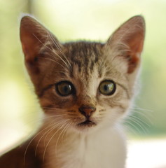 Portrait of cute young cat.