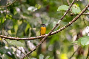 Grey-headed Tanager (Eucometis penicillata) in Costa Rica