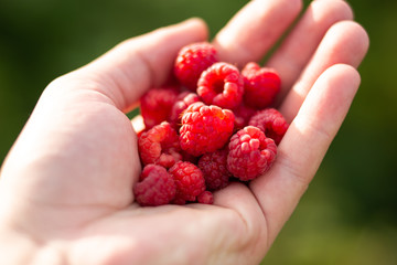Raspberries in a female hand close up on the background of bushes. Ripening berries. Summer harvest of berries. The concept vitamin organic food.