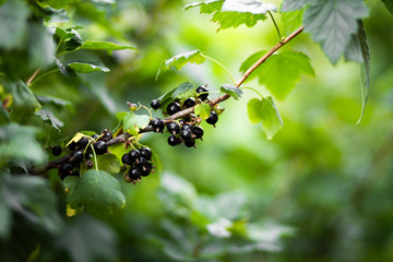 Matures black currant in garden. Black currant berries on a bush. Blurred background close up.  The concept vitamin organic food.