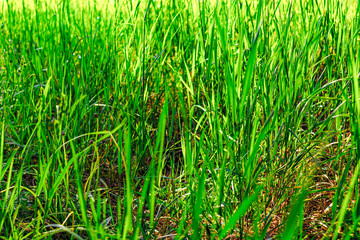 Obraz premium a lot of green grass on the field