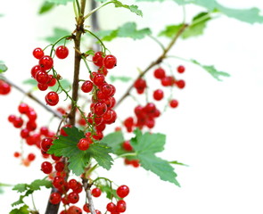red currant isolated on white background