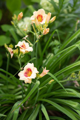 Orange lilies.Beautiful Lily flower on green leaves background. Lilium flowers in the garden. Close-up. Gentle lily texture.
