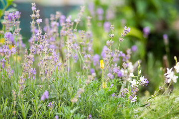 Beautiful Lavender flowers blooming in garden. Floral background. Nature. 
