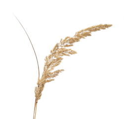 Dry common bulrush, isolated on white background © dule964