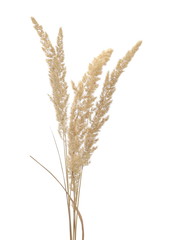 Dry common bulrush, isolated on white background © dule964