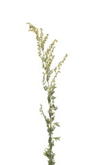 Green field flowers isolated on white background, with clipping path