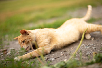 Cute red tabby kitten playing in green grass. Ginger cat with green eyes.