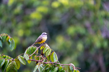 Tropical kingbird (Tyrannus melancholicus) perched, taken in Costa Rica