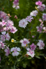 Summer flowers. Many white flowers in the meadow close-up.