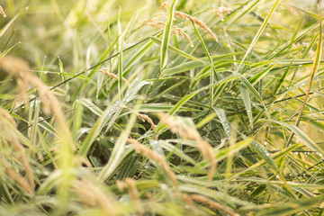 Water droplets on green grass after a rain. Summer day, green background.