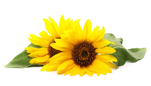 Sunflowers with leaves isolated on white background
