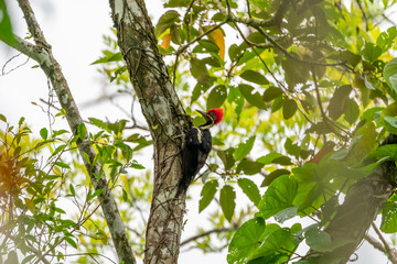 Pileated Woodpecker (Dryocopus pileatus) on a tree, in Costa Rica