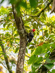 Pileated Woodpecker (Dryocopus pileatus) on a tree, in Costa Rica