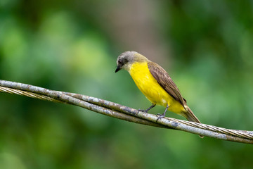 Obraz premium Grey-capped Flycatcher (Myiozetetes granadensis) in Costa Rica