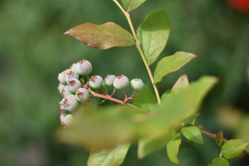 Unreife Heidelbeeren (Vaccinium myrtillus)