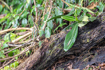 Buff-rumped Warbler (Myiothlypis fulvicauda) in Costa Rica