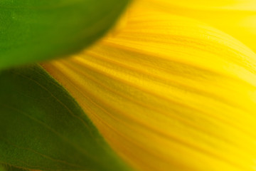 Detail of sunflower petals texture with selective focus