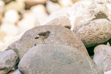 Buff-rumped Warbler (Myiothlypis fulvicauda) in Costa Rica