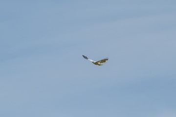 White Hawk (Leucopternis albicollis) in Costa Rica