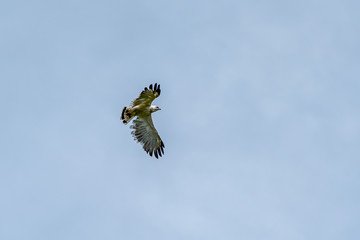 White Hawk (Leucopternis albicollis) in Costa Rica