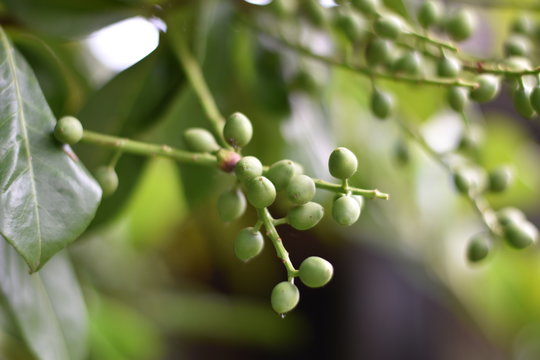 Unreife Fr&uuml;chte - Kirschlorbeer (Prunus laurocerasus)