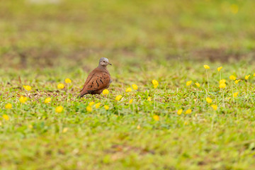 Obraz na płótnie Canvas Ruddy Ground Dove (Columbina talpacoti) in Costa Rica