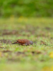 Ruddy Ground Dove (Columbina talpacoti) in Costa Rica
