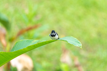 White-collared seedeater (Sporophila torqueola) taken in Costa Rica