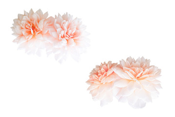 Blurred for Background.Beautiful Orange rose isolated on the white background. Photo with clipping path.