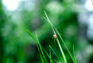 spider-hawk (Latin Opiliones, syn. Phalangida) on green grass close-up on  summer day. )