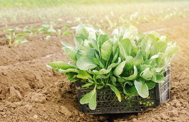 Box with young cabbage seedlings in the field. Eco-friendly products. Growing organic vegetables. Agricultural crops. Ukraine, Kherson region. Agriculture and farmland. Farm. Selective focus