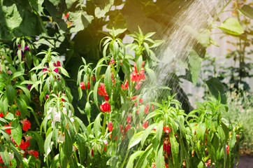 A gardener with a watering hose and a sprayer water the flowers in the garden on a summer sunny...