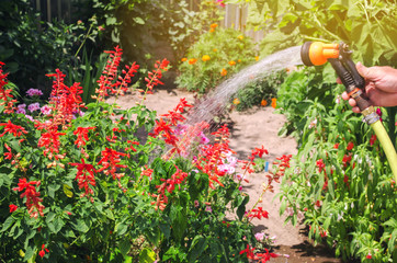 A gardener with a watering hose and a sprayer water the flowers in the garden on a summer sunny...