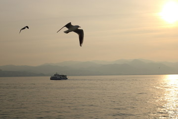 sunset and people, sunset, seagul,sky and sea