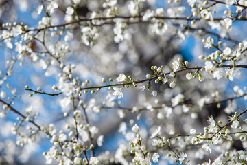 blooming white tree in spring