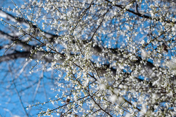 blooming white tree in spring