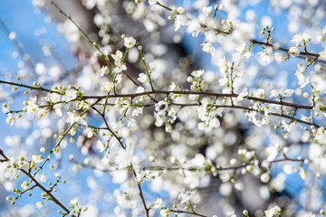 blooming white tree in spring