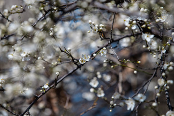 blooming white tree in spring