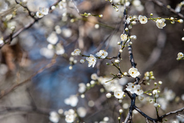 blooming white tree in spring