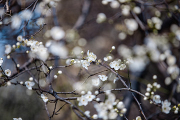blooming white tree in spring
