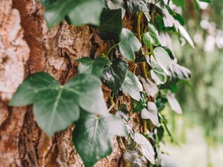 Green Leaves on the tree, visible tree bark