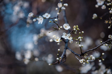blooming white tree in spring