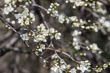 blooming white tree in spring