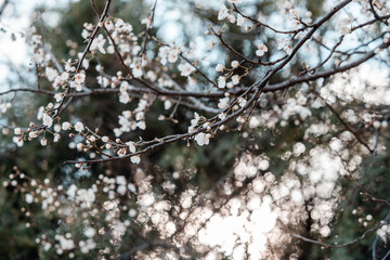 blooming white tree in spring