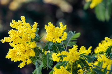 yellow mimosa spring flowering tree