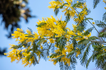 yellow mimosa spring flowering tree