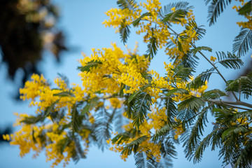 yellow mimosa spring flowering tree