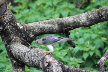 A bird eatting lizard on the tree