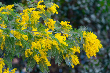 yellow mimosa spring flowering tree